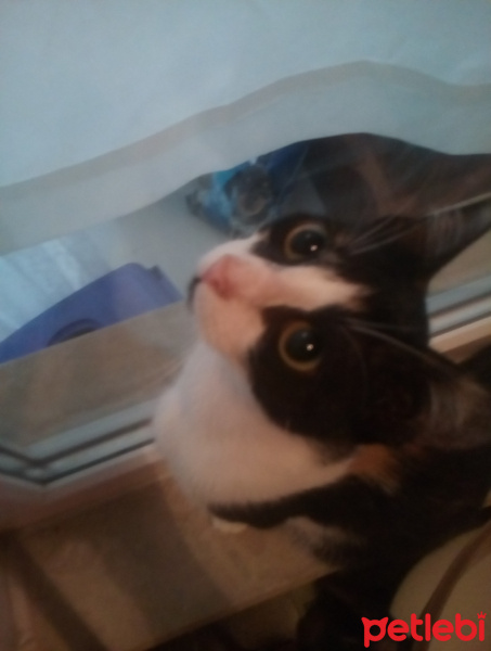 Tekir Kedi, Kedi  Gri fotoğrafı
