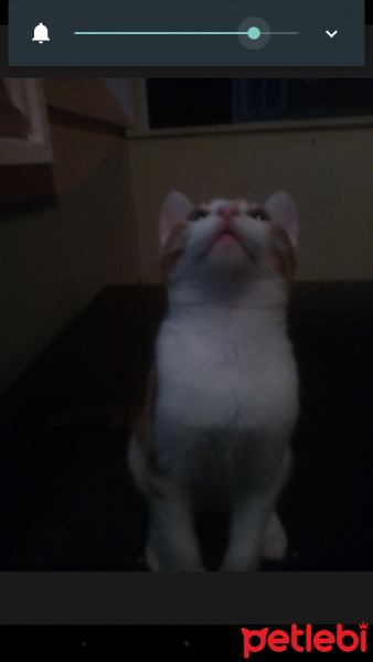 Tekir Kedi, Kedi  Gri fotoğrafı
