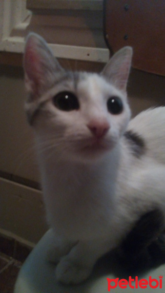 Tekir Kedi, Kedi  Gri fotoğrafı