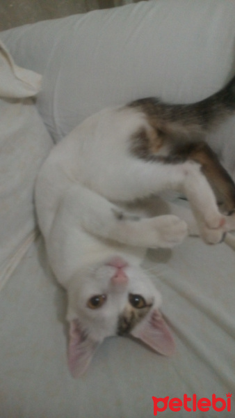 Tekir Kedi, Kedi  Gri fotoğrafı