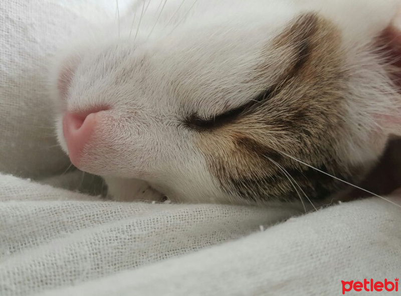 Tekir Kedi, Kedi  Gri fotoğrafı