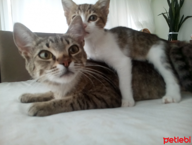 Tekir Kedi, Kedi  Gri fotoğrafı