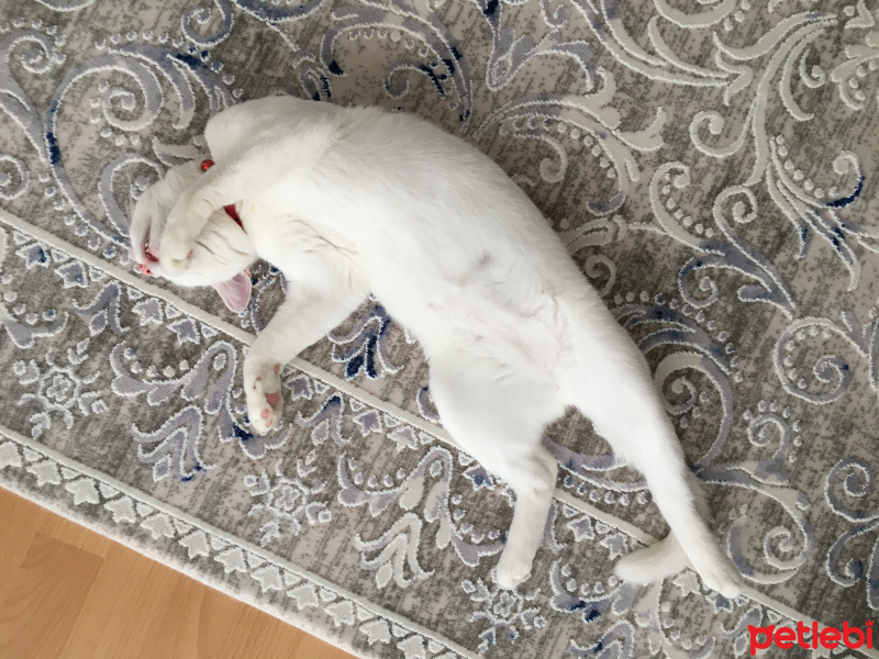 Van Kedisi, Kedi  Mavis fotoğrafı