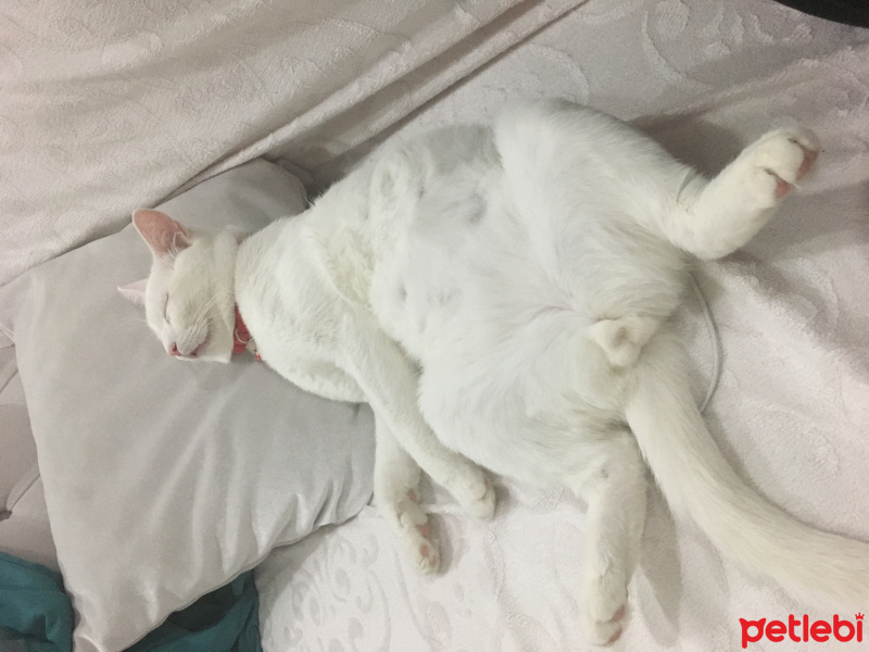 Van Kedisi, Kedi  Mavis fotoğrafı