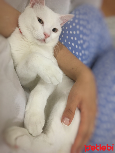 Van Kedisi, Kedi  Mavis fotoğrafı