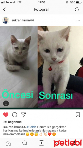Van Kedisi, Kedi  Mavis fotoğrafı