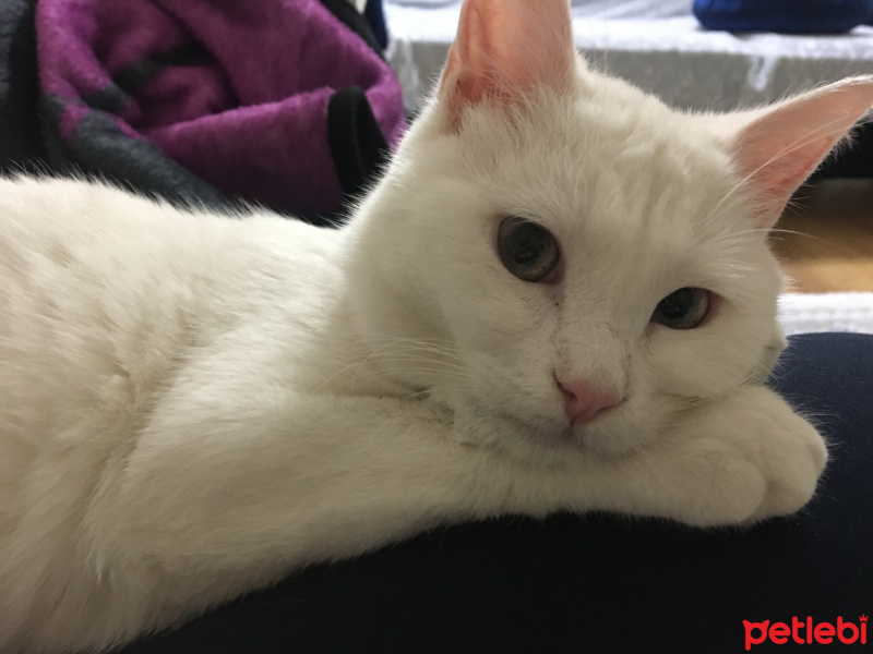 Van Kedisi, Kedi  Mavis fotoğrafı