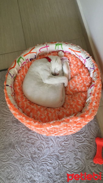 Van Kedisi, Kedi  Mavis fotoğrafı