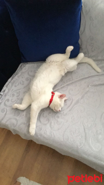 Van Kedisi, Kedi  Mavis fotoğrafı
