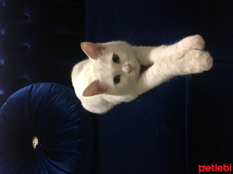 Van Kedisi, Kedi  Mavis fotoğrafı