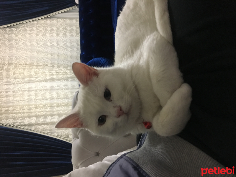 Van Kedisi, Kedi  Mavis fotoğrafı