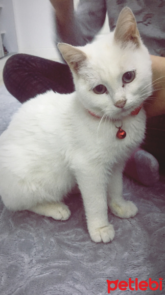 Van Kedisi, Kedi  Mavis fotoğrafı