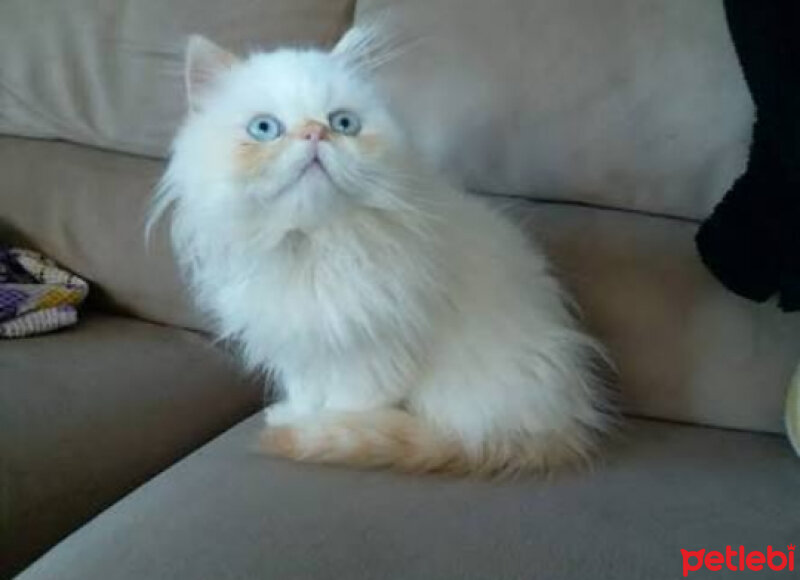 İran Kedisi (Persian), Kedi  Donatella fotoğrafı