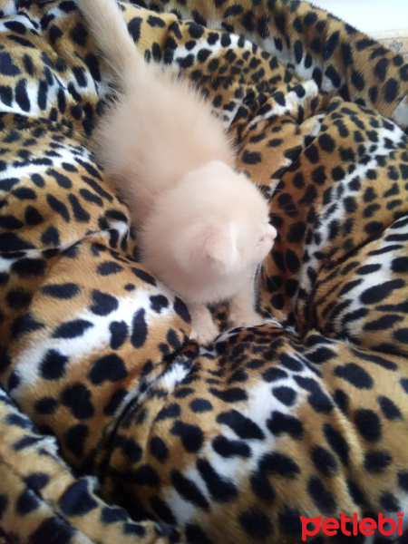 Scottish Fold, Kedi  SCOTTISH FOLD CREAM 0541 266 3949 fotoğrafı
