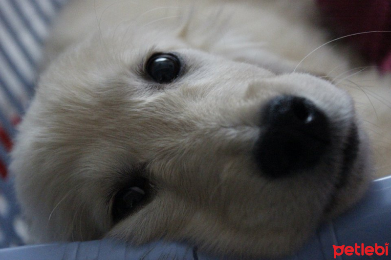 Golden Retriever, Köpek  MİŞA fotoğrafı