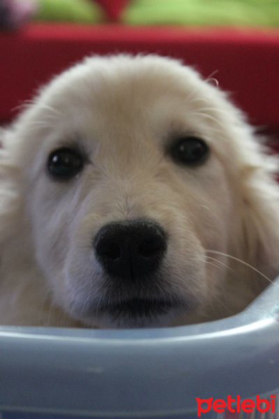 Golden Retriever, Köpek  MİŞA fotoğrafı