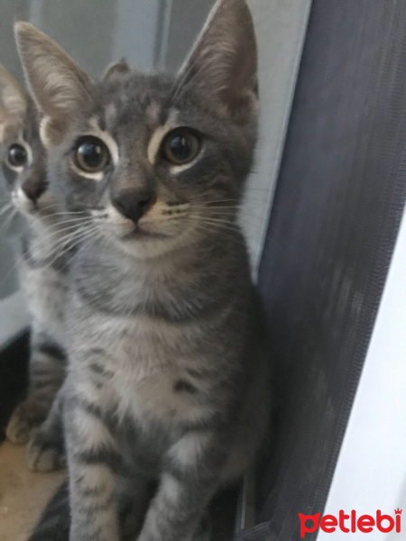 Tekir Kedi, Kedi  Tekir fotoğrafı