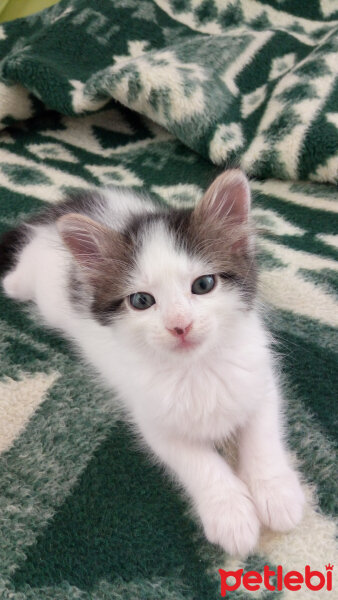 Tekir Kedi, Kedi  Cherry fotoğrafı