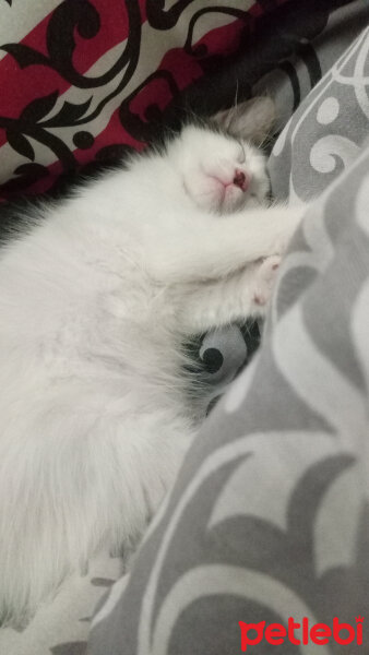 Tekir Kedi, Kedi  Cherry fotoğrafı