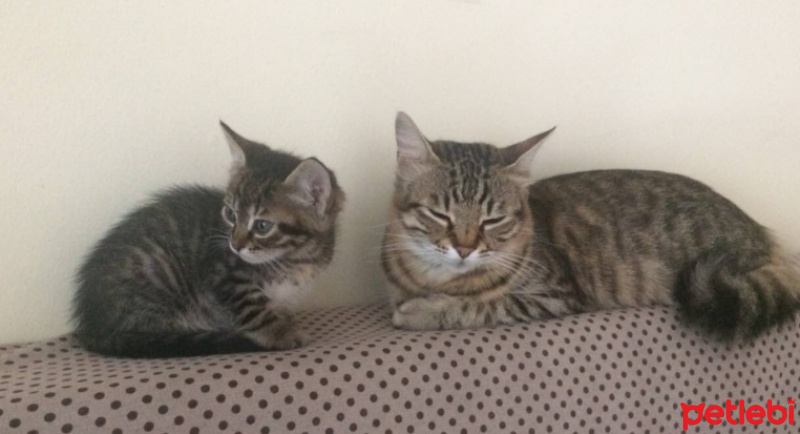 Tekir Kedi, Kedi  karamel fotoğrafı