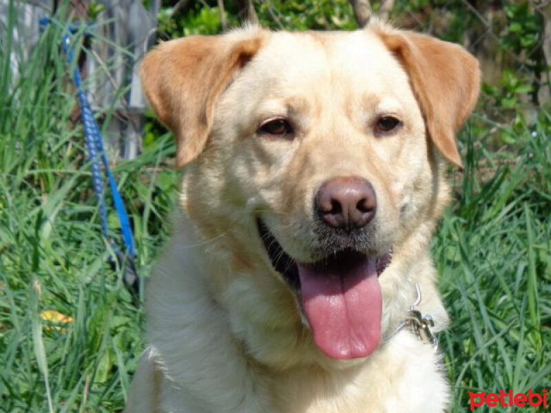 Golden Retriever, Köpek  Sarışın fotoğrafı