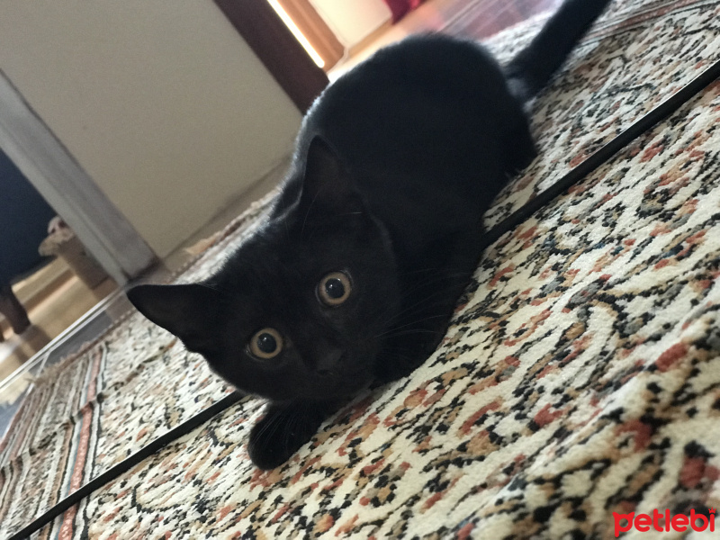 Van Kedisi, Kedi  Gece fotoğrafı