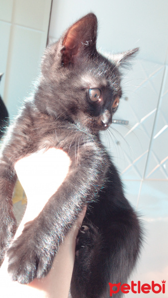 Van Kedisi, Kedi  Gece fotoğrafı