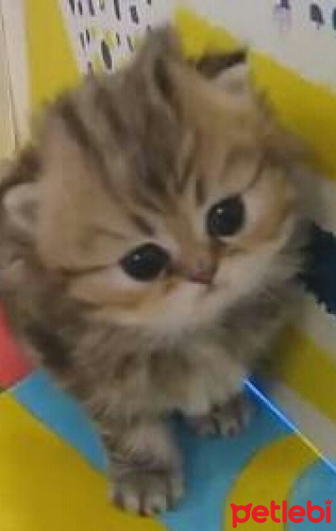 Tekir Kedi, Kedi  pati fotoğrafı