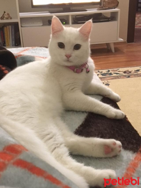 British Shorthair, Kedi  çakıl fotoğrafı