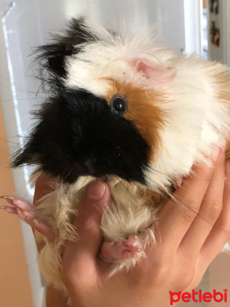 Guinea Pig, Kemirgen  Paspas fotoğrafı