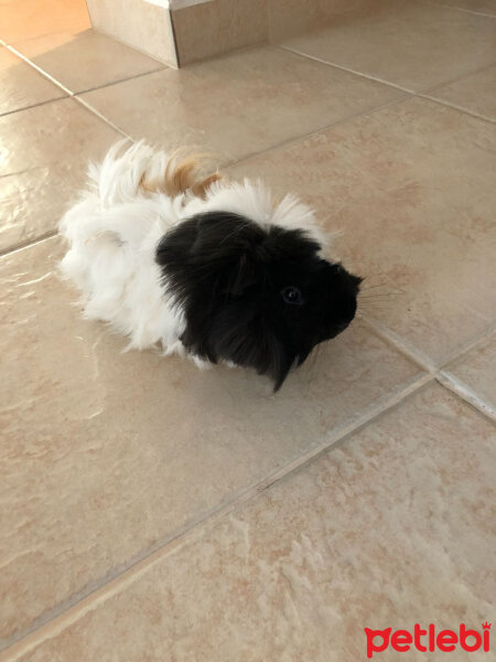 Guinea Pig, Kemirgen  Paspas fotoğrafı