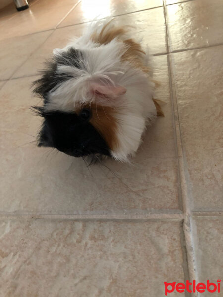 Guinea Pig, Kemirgen  Paspas fotoğrafı