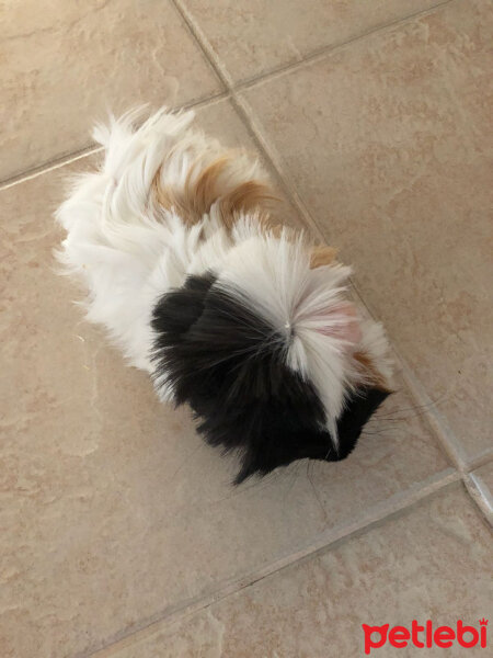 Guinea Pig, Kemirgen  Paspas fotoğrafı