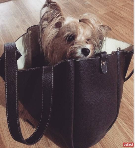 Yorkshire Terrier, Köpek  Pati fotoğrafı