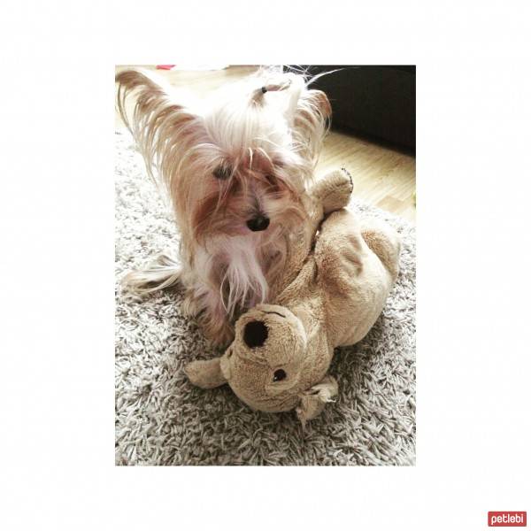 Yorkshire Terrier, Köpek  Pati fotoğrafı