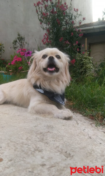 Pekingese, Köpek  Hamlet fotoğrafı