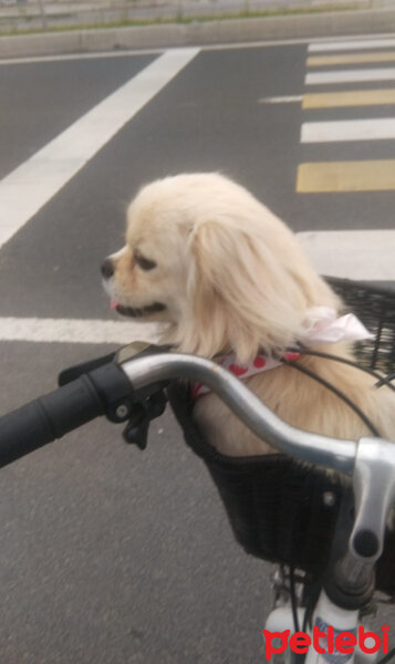 Pekingese, Köpek  Hamlet fotoğrafı