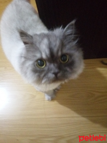 Chinchilla, Kedi  Tontiş fotoğrafı