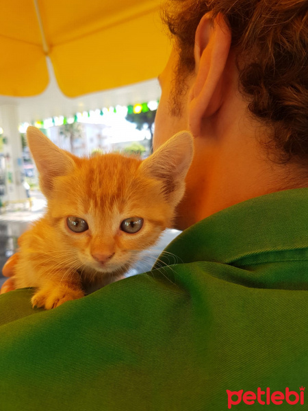 Tekir Kedi, Kedi  Ball fotoğrafı