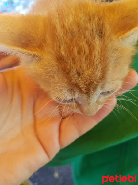Tekir Kedi, Kedi  Ball fotoğrafı
