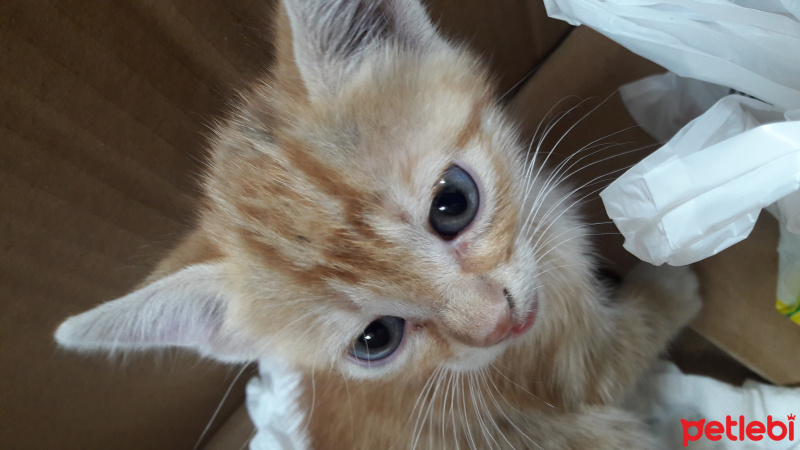 Tekir Kedi, Kedi  Ball fotoğrafı