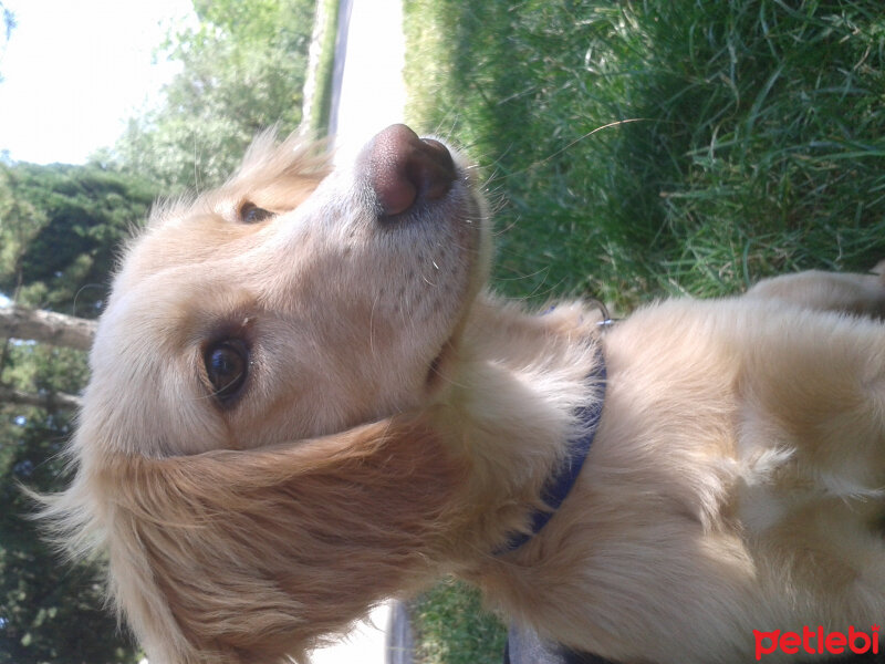 Golden Retriever, Köpek  Lokum fotoğrafı