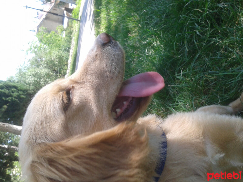 Golden Retriever, Köpek  Lokum fotoğrafı