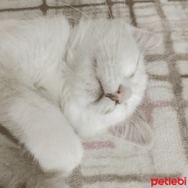 Tekir Kedi, Kedi  şans fotoğrafı