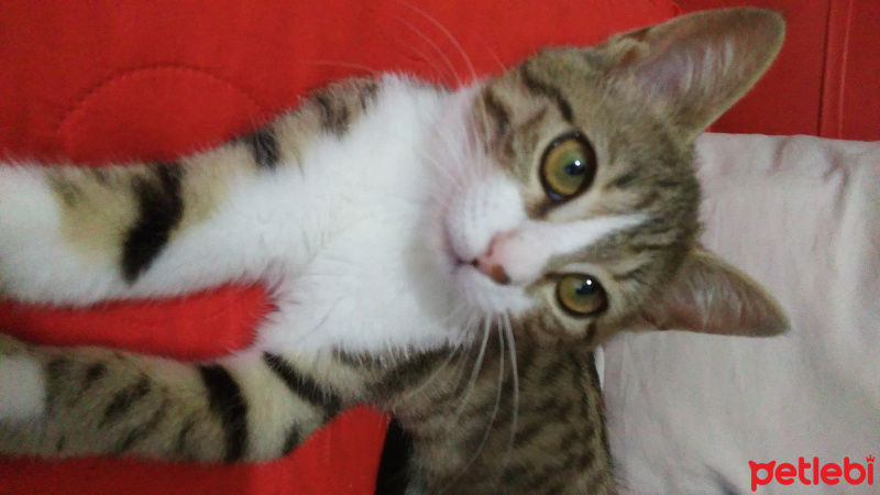 Tekir Kedi, Kedi  Necla fotoğrafı