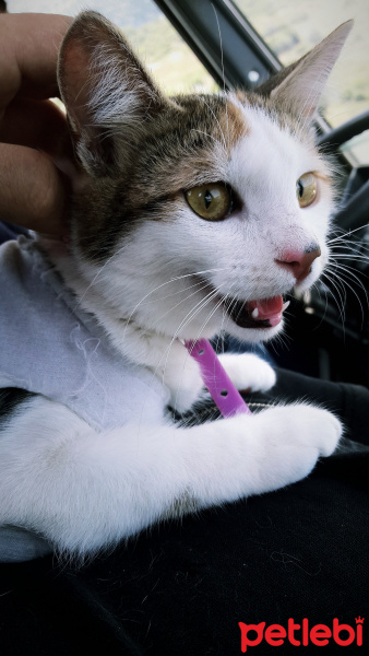 Tekir Kedi, Kedi  Eyşan fotoğrafı