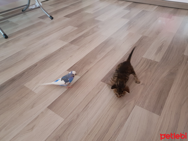 Van Kedisi, Kedi  Laky fotoğrafı
