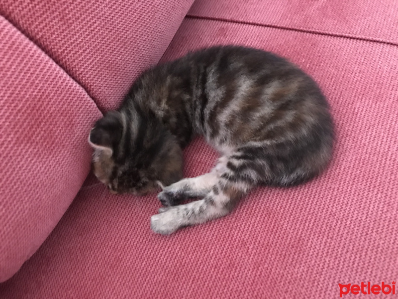 York Chocolate, Kedi  Lucky fotoğrafı