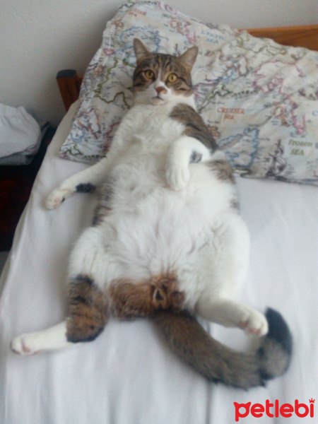 Tekir Kedi, Kedi  Loris fotoğrafı