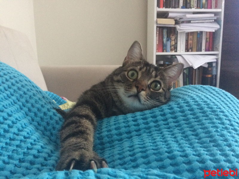 Tekir Kedi, Kedi  Pırtık fotoğrafı